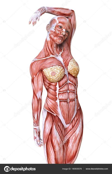 Check spelling or type a new query. Back Muscles Anatomy Female : Female Chest And Abdominal ...