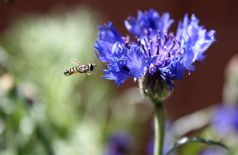What's all the buzz—how do bees fly? Final Approach | The same sweat bee hovering around my ...