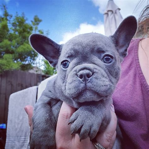 Only guaranteed quality, healthy puppies. French bulldog puppies for sale | Liverpool, Merseyside ...