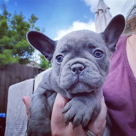 They come with papers, shots, and health guarantees. French bulldog puppies for sale | Liverpool, Merseyside ...