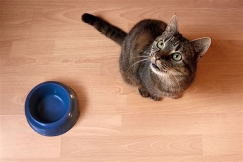 Katzensitter und Katzenpension