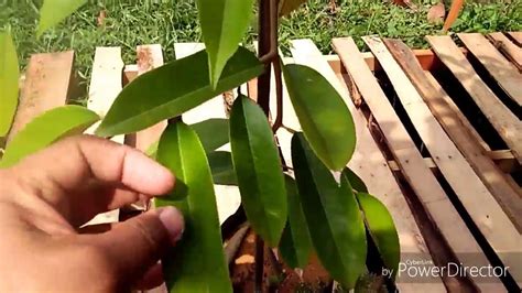 Selamat datang agan2 di trit ane. Ciri-ciri buah & anak benih pokok durian duri hitam ochee ...