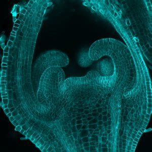 Chlorophyll, which gives plants their green color, enables them to use sunlight to convert water and carbon. Shaping the harvest: What determines crop shape ...