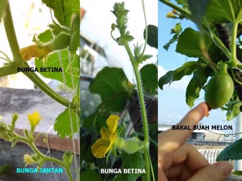 Tubuh burung pleci betina cenderung lebih pendek dan juga membulat. Paling Keren 30+ Gambar Bunga Jantan - Gambar Bunga Indah