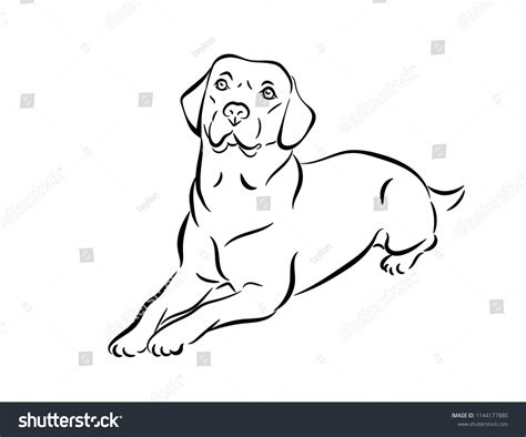 We focus on every detail like dog ears, nose, eyes and even postures. How To Draw A Labrador Lying Down