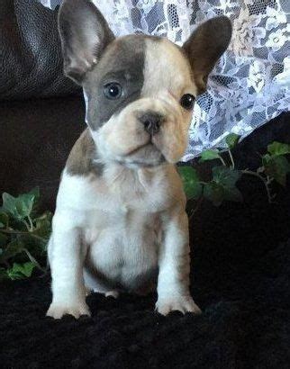 Our sole purpose is to find amazing homes for our beloved babies. French Bulldog Puppies For Sale | Charlotte, NC #72770