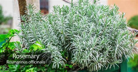 Every cook should learn how to care for herbs so that they can have uninhibited access to fresh herbs at all times. Rosemary Plant: How To Care For The Herb Rosemary