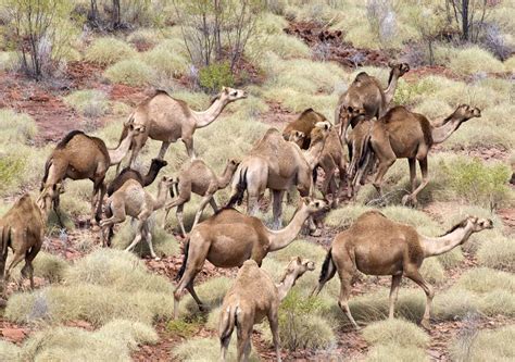 Bactrian camels have two humps. Cannundrums: Grilled Camel Filet Mignon