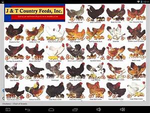 Blaming Feed Store Proprietors For Mis Labeled Chicks Backyard