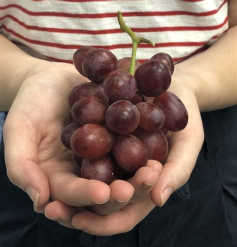 Every year, a relatively small number of people seem to die after getting those. Grape Cancer-Fighting Health Benefits! - Pretty Lady Vineyards