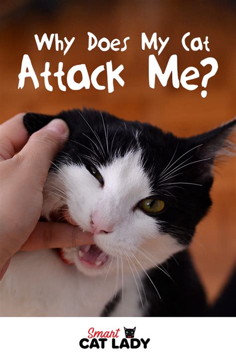 If you can figure out why your cat does a certain thing, the chances are you'll be able to encourage her to do something different. Why Does My Cat Attack Me? in 2020 | Cat biting, Cat ...