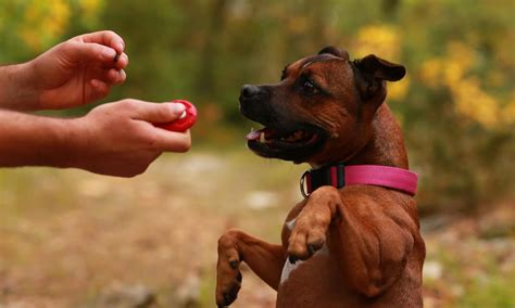 Pass a public access test; Dog Training - Become A Dog Trainer - Dog Training Career ...