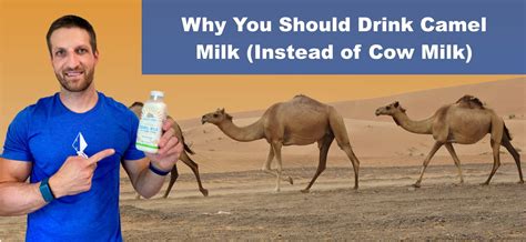 Camel milk is currently trending as a healthier alternative to cow milk. Is Camel Milk Really Healthier Than Cow Milk?