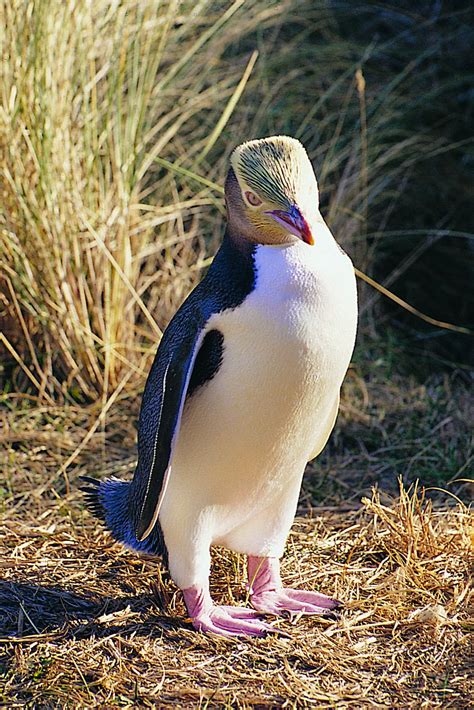 5,263 likes · 16 talking about this. Water to the rescue of yellow-eyed penguins | Scoop News