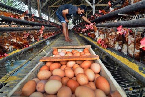 Check spelling or type a new query. Kendalikan Harga Telur, Harga Acuan Harus Segera Direvisi ...