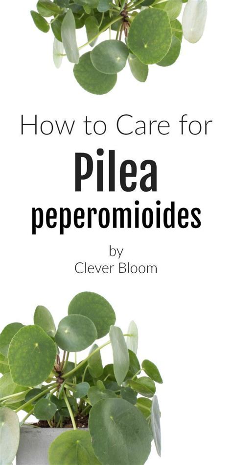 Pilea peperomioides is native to south west china and the west indies. How To Care For Pilea Peperomioides | Plants, Peperomia ...