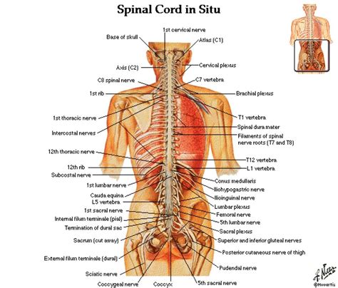 It may be difficult to identify the difference between back pain this condition involves inflammation of the pancreas, which may cause upper abdominal pain that spreads to the lower left quadrant of the back. Human Anatomy Body - Human Anatomy for Muscle ...