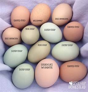 Chicken Breed Egg Color Chart Chicken Breeds Laying Chickens Sexiz Pix