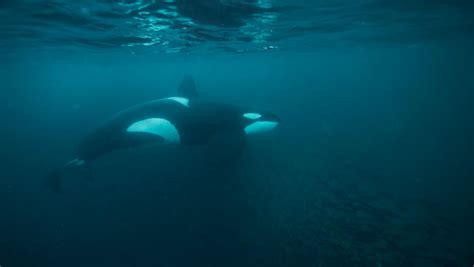 Wenn sie schon immer davon geträumt haben, einmal im leben mit orcas zu schwimmen und zu schnorcheln, sind sie auf unseren «viking. Orcas attackieren Boote | Angeln in Norwegen - NAF