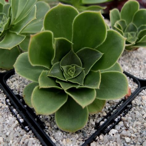 Cactus produce some of the most beautiful flowers you'll ever see in nature! ON SALE Succulent/ Aeonium balsamiferum / Live Plant ...