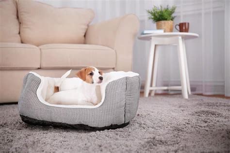 Abzuschrecken ist nicht gern gesehen. Der perfekte Schlafplatz für den Hund im Haus • Modern-Dogs.de