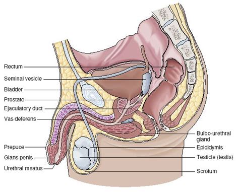 At least since michelangelo, serious artists of the genre have known the value of a clinical study of anatomy. male reproductive system diagram for kids | Reproductive ...