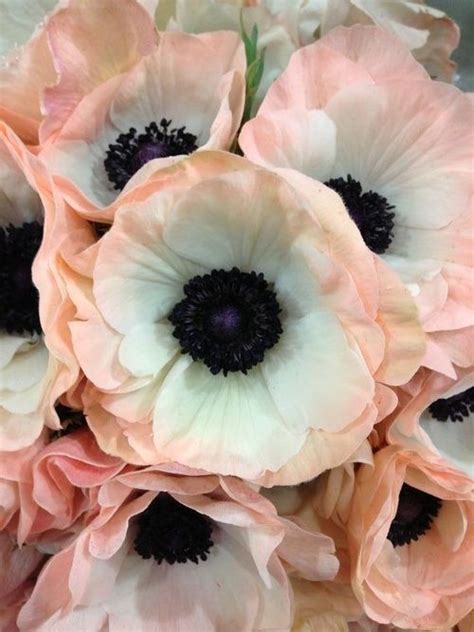 Fresh cut and grower direct, you can be sure you receive premium quality anemones for weddings and other special events at wholesale pricing. Pin on Pretty