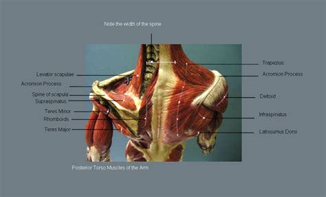 Systemic muscle pain — pain throughout your whole body — is more often the result of an infection, an illness or a side effect of a medication. man4art: Muscles of the Arm