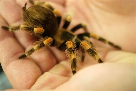 Finally, the naming of the nope led to the naming of related nopes. Names For Pet Spiders- Famous, Cute, & Cool Spider Names ...