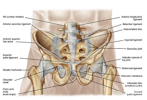 Vintage anatomy charts of the human body showing the skeletal and muscle systems. Anatomy Of Human Pelvic Bone Digital Art by Stocktrek Images