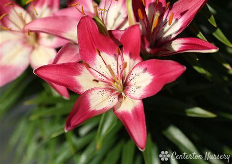 Asiatic lilies are one of the most popular and easiest lilies to grow. 'Perfect Joy Asiatic Lily
