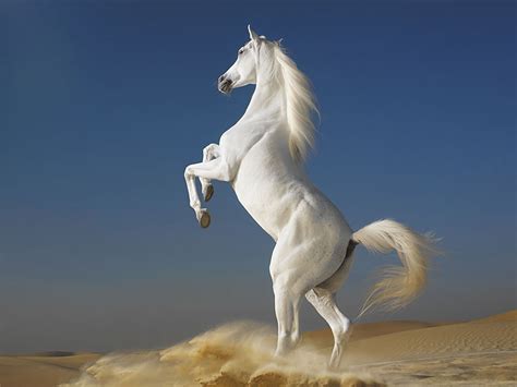 Find best white wallpaper and ideas by there are several types of wallpaper to choose from, you can download the one that is right for you. Download 3D Beautiful White Horse Wallpaper Gallery