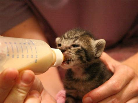 Feeding Kittens, and The Benefits of Dry Food - Spikysnail