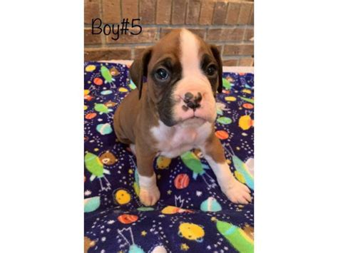 We raise only one litter per year of akc boxer puppies. 5 boys and 4 girls adorable Boxer puppies in Northboro, Iowa - Puppies for Sale Near Me