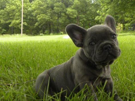 Nottingham lace makers, threatened by redundancy in the industrial revolution, emigrated to northern france, taking their dogs with them. "Blue" French Bulldog Puppies! for Sale in Mesa, Arizona ...