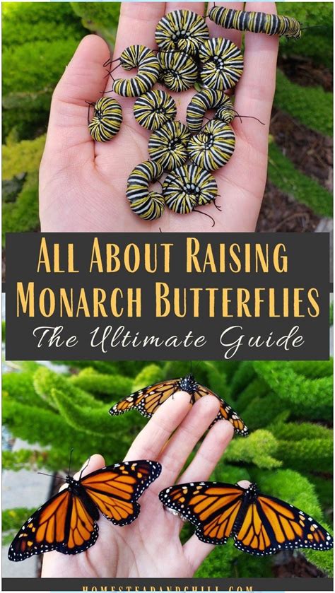 How to Attract, Raise & Release Monarch Butterflies #Attract #Big Garden #Butterfl… | Butterfly ...