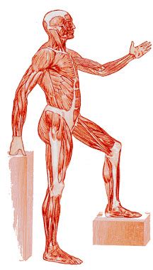 Bentuk gajah | syair puisi jalaluddin rumi. Muscles Of Torso / Digital Illustration Of Muscles Of The ...