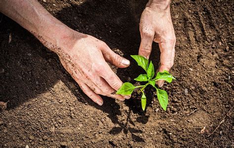 Cactus plants are native to the americas, especially mexico, southern argentina, and bolivia. The Secrets To Successful Seedling Transplanting ...