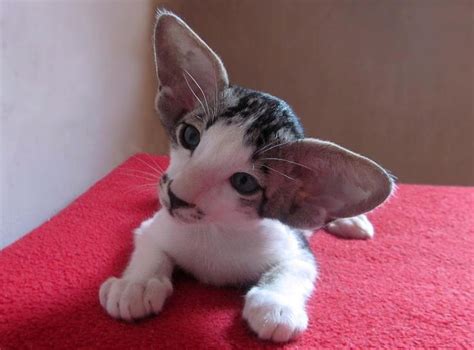 Enter a location to see results close by. Oriental Shorthair Info, History, Personality, Kittens ...