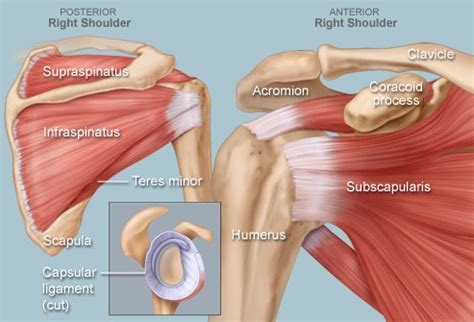 Abduction, flexion, rotation, and extension of arm, using coordinated fibers: Arm Muscles Names : muscles of the hand | ... intrinsic ...