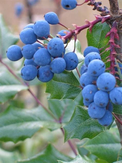 Although oregon grape is used as a medicinal herb that is taken by mouth, some experts caution against the safety of internal use of the herbal supplement. this is because there is not enough evidence from clinical research studies on the safety and effectiveness of the use of oral (by mouth) oregon grape root. Eating Native: Recipes from the Field—Oregon Grape Jelly ...