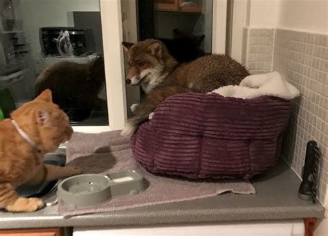 She masturbates in the bathroom of an airplane. Wild Fox Sneaks Into Home And Steals The Cat's Bed