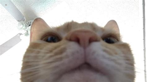 Cat looking at camera meme. Cat Looking In Camera Meme - 2006paul