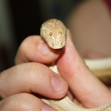 In general, adults are medium to large in size, with females usually larger than the m Arabian Sand Boa Is a Snake With The Funniest Face Ever