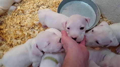 Last night was the last time she pooped and my wife. Joyce 6 Week Old Dogo Argentino Puppy Female Video Yo Amor ...