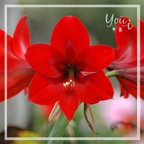 Di tengah musim hujan ini, kebun bunga amarilis akhirnya mekar! Jual Benih Umbi Bunga Amarilis Merah / Amaryllis di lapak ...