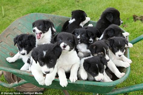 Write a letter to david. Star the sheepdog gives birth to adorable 14-pup litter so ...
