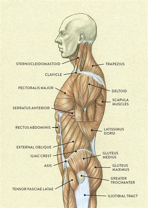 Orientation and landmarks to memorize. Muscles of the Neck and Torso - Classic Human Anatomy in ...