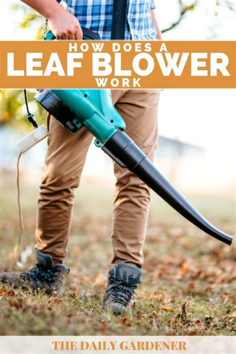 From outside the root, water diffuses through the thin walls of the root and the rest of the cells in the root's epidermis. How Does a Leaf Blower Work?