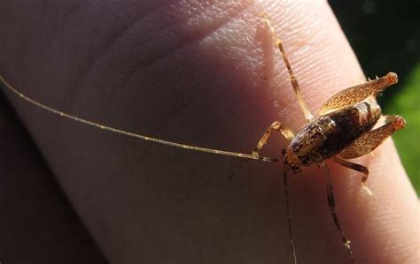 They are also sometimes called cave weta. Camel Crickets, Vancouver Island, BC | Gohiking.ca